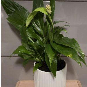 Peace Lily in White pot